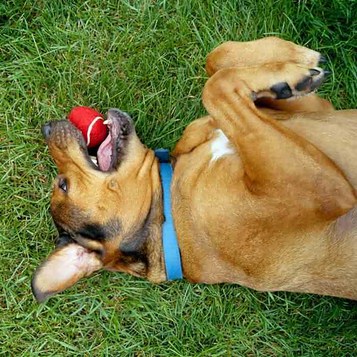 Pet Supplies - Edragonmall.com